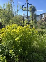 IMG_2784.jpeg
