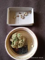 IMG_20240421_094429.webp