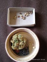 IMG_20240421_094429.jpg
