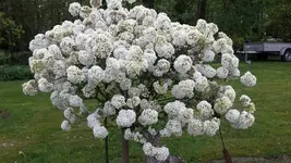 Schneeball.webp