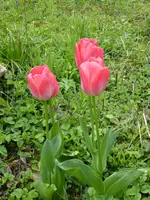 P1000967Tulpen.webp