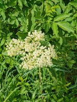 IMG_20240420_162028.jpg