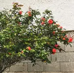 IMG_20240416_171103.webp