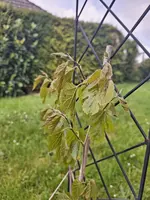 20240422_105203.webp