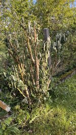 IMG_9824.jpeg