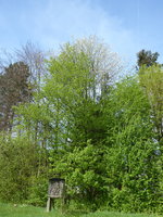 P1040005.JPG
