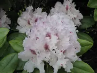 P1040021.webp