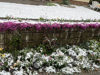 IMG_5063.jpeg
