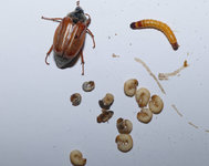 Schädlinge im Rasen uHB 20240420.jpg