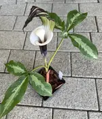 IMG_5051.webp IMG_5051.webp