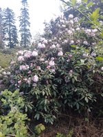 IMG_20240423_113738.jpg