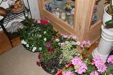 Einkäufe 0124.webp