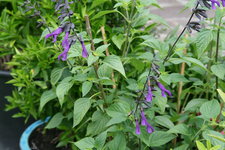 Salbei0117.JPG
