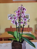 IMG_20220302_145008.webp
