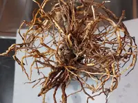 20240424_102317.webp