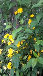 Ranunkel.webp