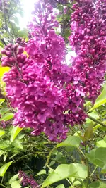 lila Flieder.webp