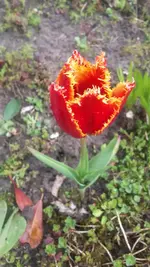 Fransentulpe.webp