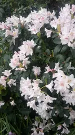 Rhododendron.webp