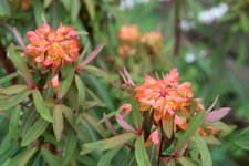Euphorbia0719.JPG
