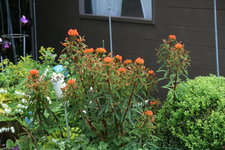 Euphorbia0919.JPG