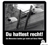 Katzen.png
