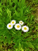 IMG_20210606_143153.jpg