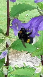 Hummel (2).webp