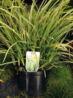 Carex morrowii_3L.jpg
