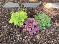 Heuchera_03_mitte.jpg