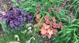 Heuchera div..jpg