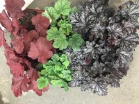 Heuchera Sorten (1).jpg