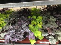 Heuchera Sorten.jpg