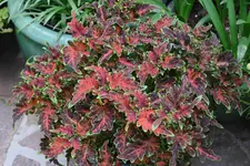 Buntnessel   0523.webp