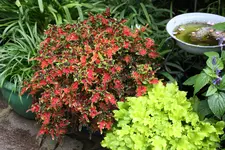Buntnessel   0723.webp