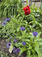 IMG_5084.jpeg