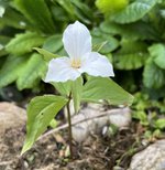 IMG_5066.jpeg