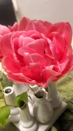 Tulpe1.webp