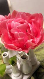 Tulpe1.jpg