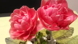 Tulpe.webp