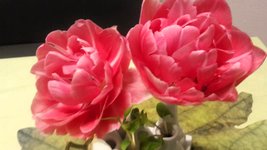 Tulpe.jpg