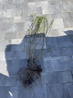 IMG_5522.jpeg