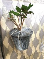 Topfballen folieren_10.jpg