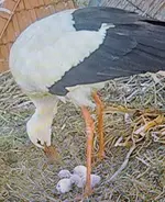 20240426_193128.webp