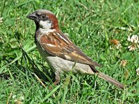IMG_4914 v (2).JPG