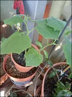 c062.webp