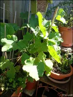 c063.webp