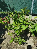 IMG_20240427_121741.jpg