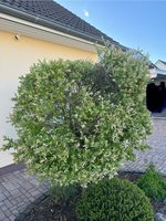 IMG_8088.jpeg