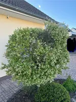 IMG_8088.webp
